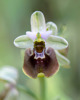 Ophrys parvimaculata, Gargano (It.) Gargano (It.) 2016-04-20