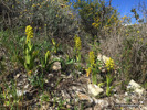 Orchis punctulata, Cypern 2016-03-03