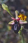 Ophrys mammosa subsp. falsomammosa, Kreta april 1998