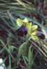 Ophrys iricolor subsp. maxima, Gargano 2000-04