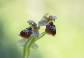 Ophrys bucephala x lesbis
