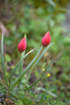 Tulipa praecox (?)