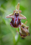 Ophrys mammosa