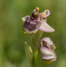 Ophrys bombyliflora x tenthredinifera