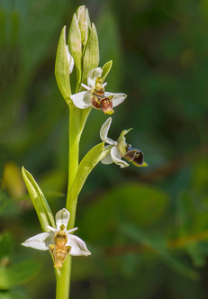 Ophrys sphegifera?