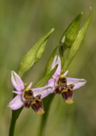 Ophrys scolopax subsp picta