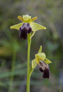 Ophrys fusca subsp. fusca