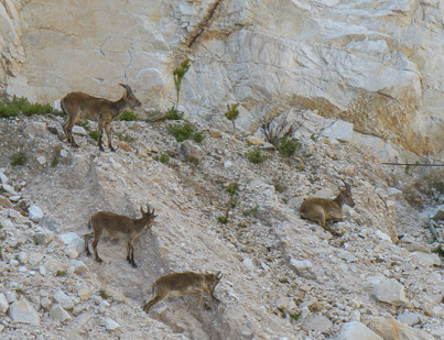 Barbary sheep