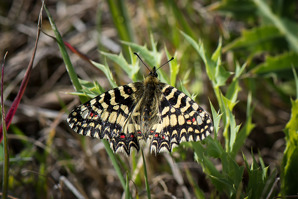 Spanish festoon, Zerynthia rumina