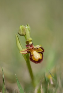 Ophrys speculum lacking the blue mirror