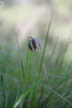 Fritillaria lucitanica