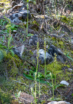 Neotinea maculata (white) and Orchis anthropophora