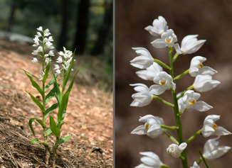 Cephalanthera longifolia