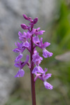 Orchis mascula 