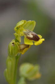 Ophrys lutea subsp. quarteirae