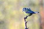 Blåmes / European Blue Tit / Cyanistes caeruleus 