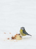 Blåmes / European Blue Tit / Cyanistes caeruleus 