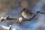 Pilfink / Eurasian Tree Sparrow / Passer montanus