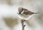 Gråsparv / House Sparrow / Passer domesticus