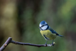 Blåmes / European Blue Tit / Cyanistes caeruleus 