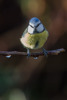 Blåmes / European Blue Tit / Cyanistes caeruleus 