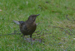 Koltrast / Common Blackbird / Turdus merula
