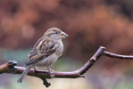 Gråsparv / House Sparrow / Passer domesticus