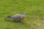 Ringduva / Common Wood Pigeon / Columba palumbus