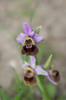 Ophrys heldreichii x tenthredinifera subsp. dictynnae, Crete 2017-04-10