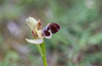 Ophrys omegaifera subsp. basilissa