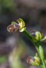 Ophrys omegaifera subsp. basilissa, Kreta 2017-04-08