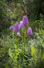 Borstnycklar, Orchis italica