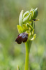 Ophrys fusca subsp. creberrima. Kreta 2017-04-07