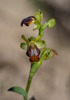 Ophrys fusca subsp. creberrima. Kreta 2017-04-09