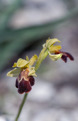 Ophrys fusca subsp. creticola,  