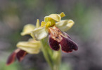 Ophrys creticola,Kreta 2017-04-09