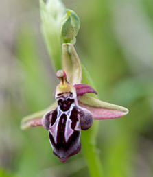 Cretas ofrys. Ophrys cretica subsp. cretica