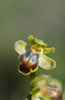 Ophrys creticola,Kreta 2017-04-08