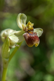 Ophrys bombtliflora x Ophrys tenthredinifera subsp. dictynnae