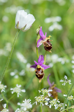 Skorpionofrys, Ophrys heldreichii, här med bukettranunkel,  Ranunculus asiaticus, som det fanns mycket av på lokal 1.