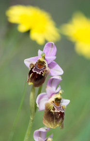 Ophrys helderichii x O. tentherdinifera ssp.