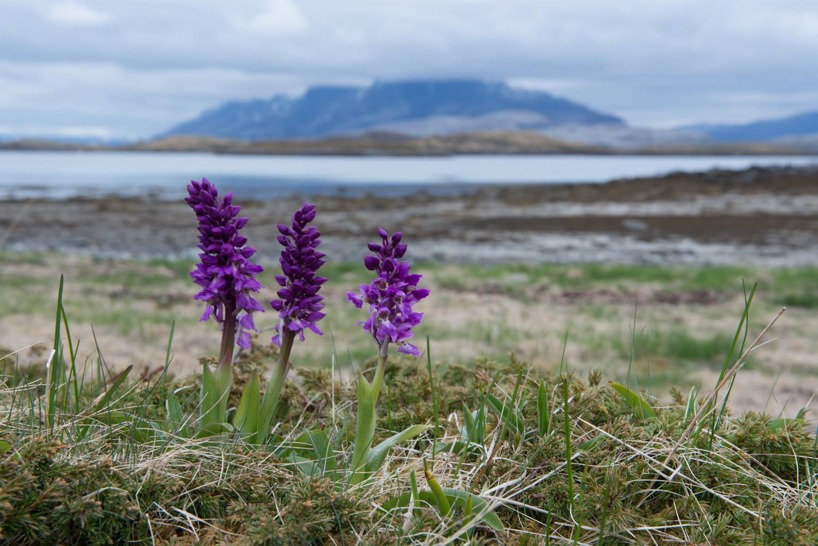 St. Pers nycklar (Orchis mascula subsp. mascula), Blomsöy Norge 2017-05-21