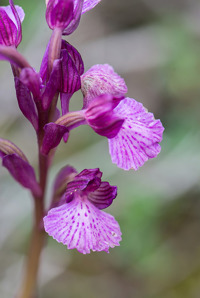 Ophrys boryi x papilionacea