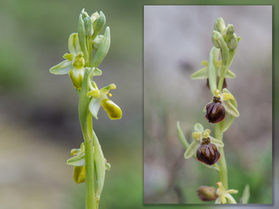 Ophrys sphegodes subsp. cretensis with an alba var. on the left and the normal to the right.