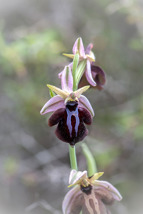 Ophrys spruneri subsp. grigoriana