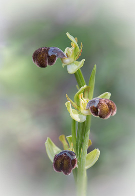 Ophrys omegaifera subsp. basilissa