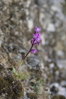 Sometimes it appears that they grow straight out of the stone, here a Orchid quadripunctata