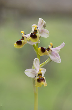 Ophrys tenthredinifera subsp. dictynnae