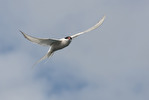 Silvertärna / Arctic Tern / Sterna paradisaea