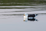 Havstrut / Great black-backed gull / Larus marinus
